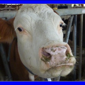 Livestock Water and Feed Supplements