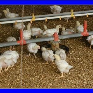 Poultry Care Products