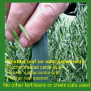 Oats Grown With_2
